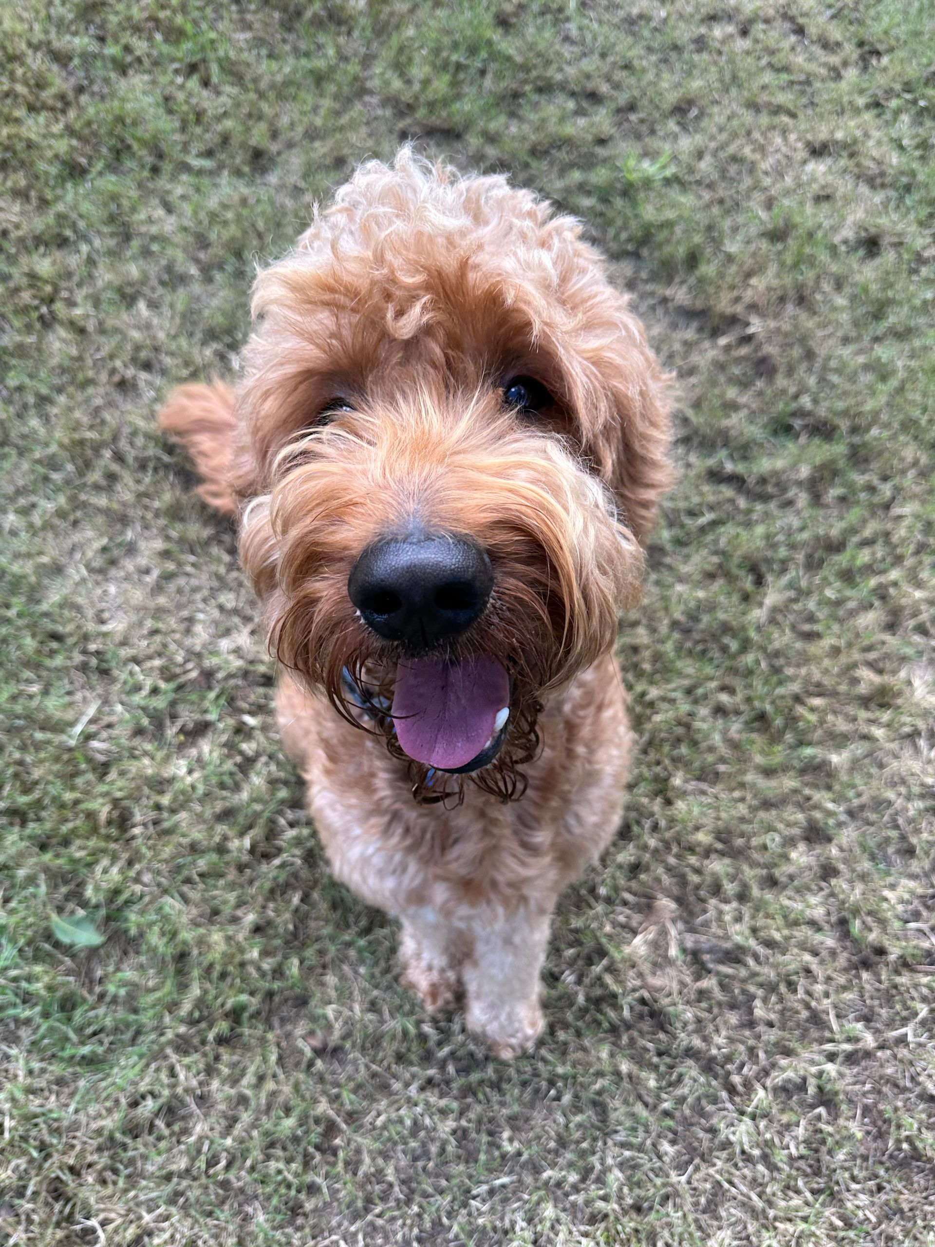 A Brown and White Dog Is Sitting On The Grass— Rockhampton Boarding Kennels & Cattery in Etna Creek, QLD