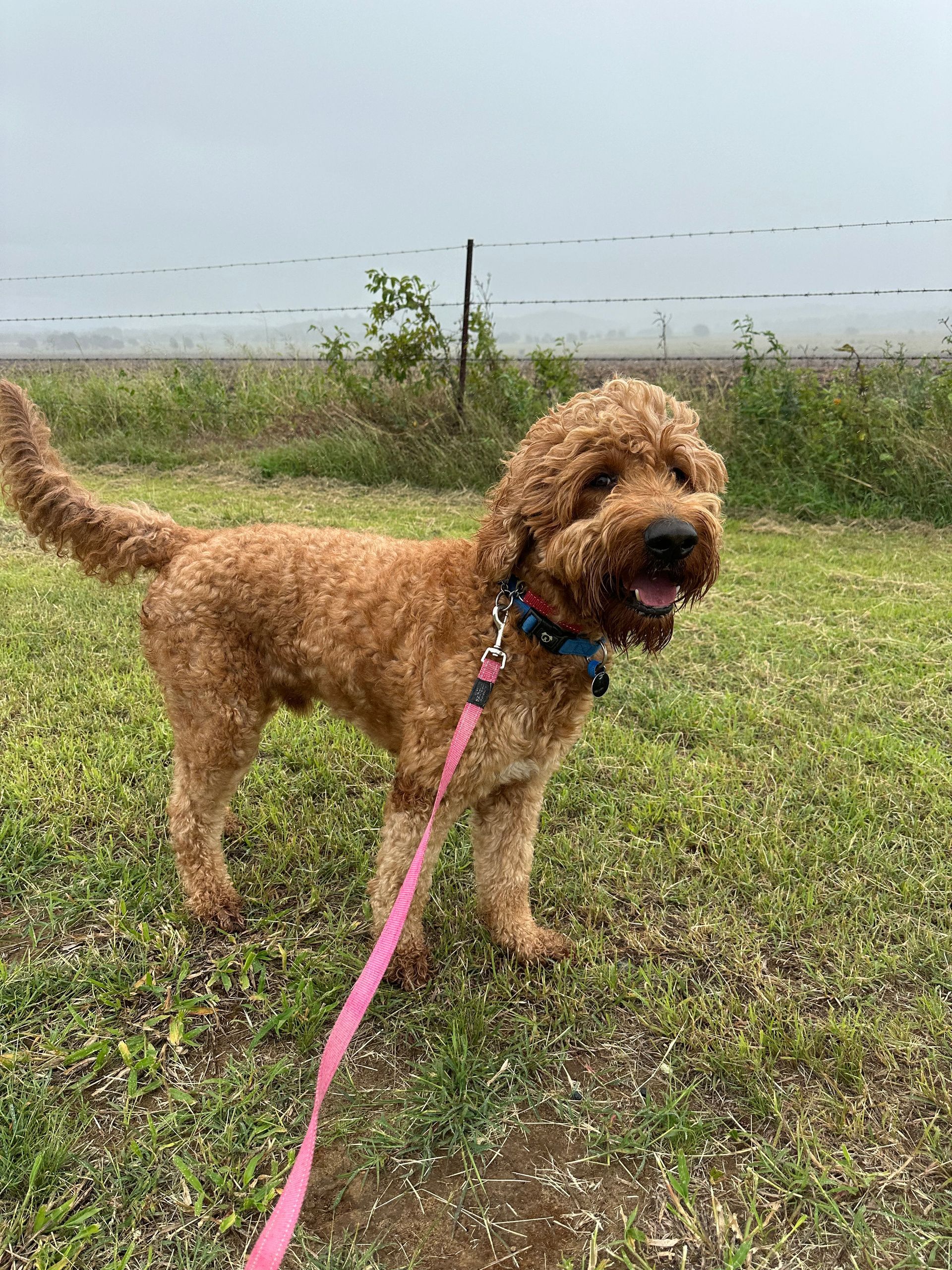A Dog In A Feild— Rockhampton Boarding Kennels & Cattery in Etna Creek, QLD