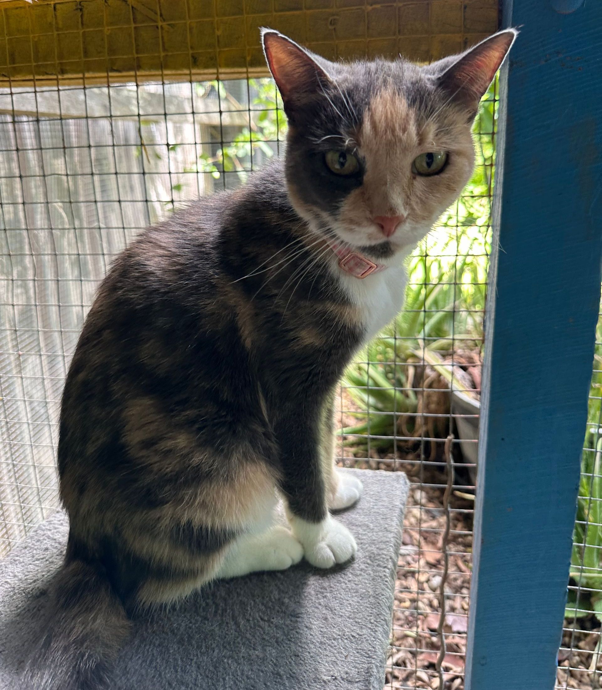 Cat — Rockhampton Boarding Kennels & Cattery in Etna Creek, QLD