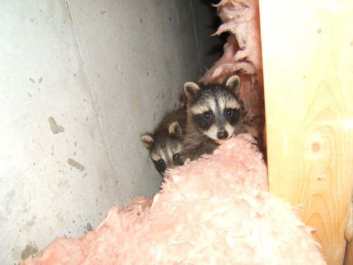 Two baby raccoons peering from behind pink insulation in a basement. One has a curious expression.