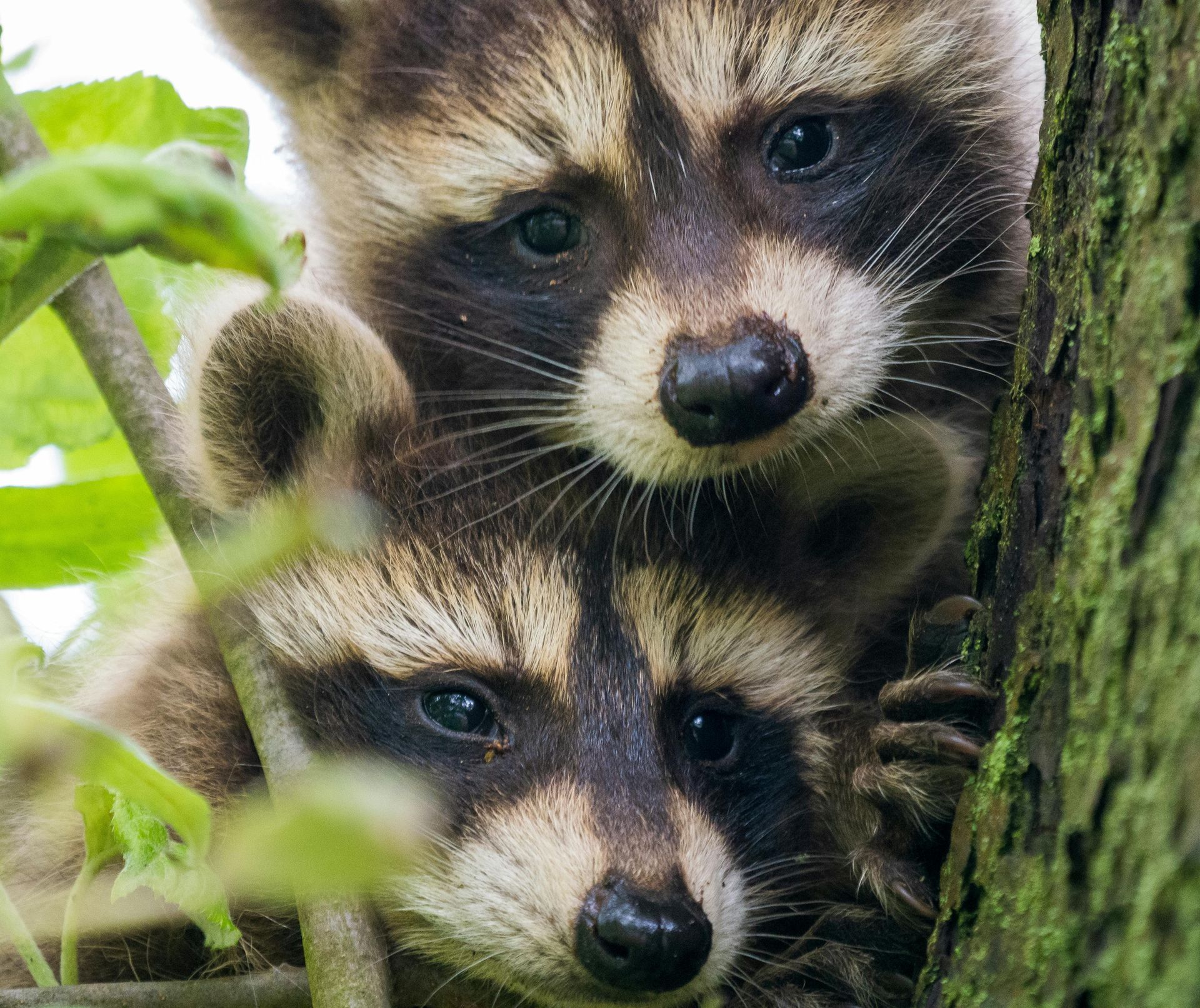 Two raccoons huddled together in a tree, looking at the viewer with curious expressions. Their fur is brown and gray.