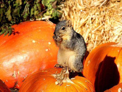 A squirrel perched on a pumpkin eats a nut, surrounded by other pumpkins and straw.