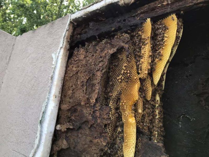 Honeycomb and bees built inside a structure's cavity. The comb is yellow, and the bees are visible.