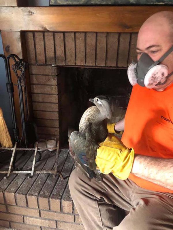 Man in a respirator and gloves holding a large bird, likely rescued from a fireplace, in a brick-lined setting.