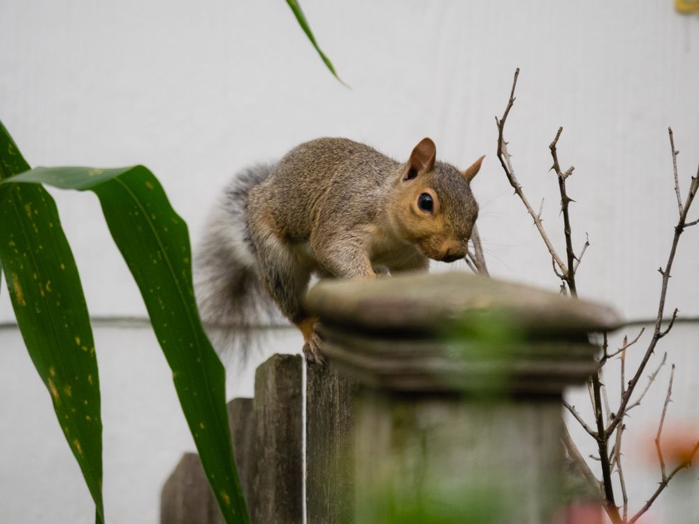 Man in orange shirt and mask holding a large bird inside a brick fireplace.