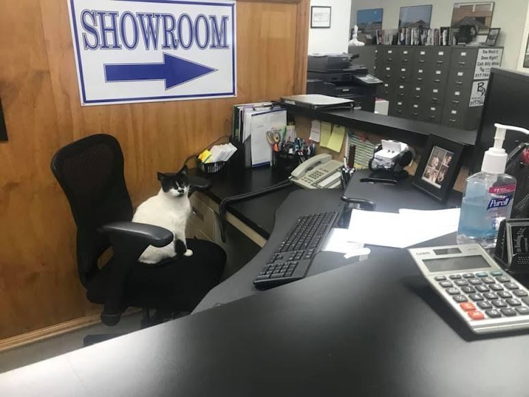 A cat sits on a desk in front of a sign that says showroom