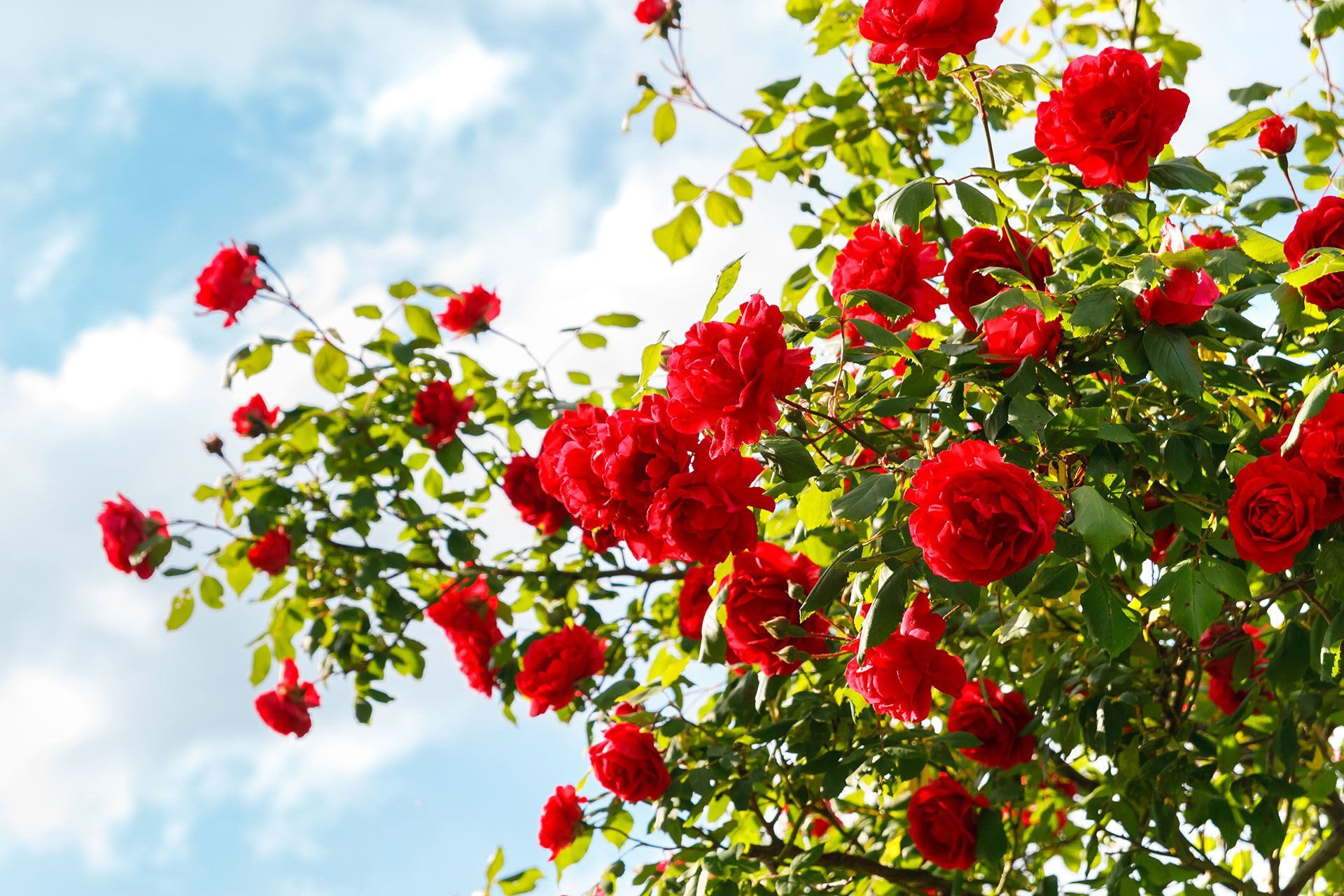 Red roses blooming on a green bush against a partly cloudy blue sky.