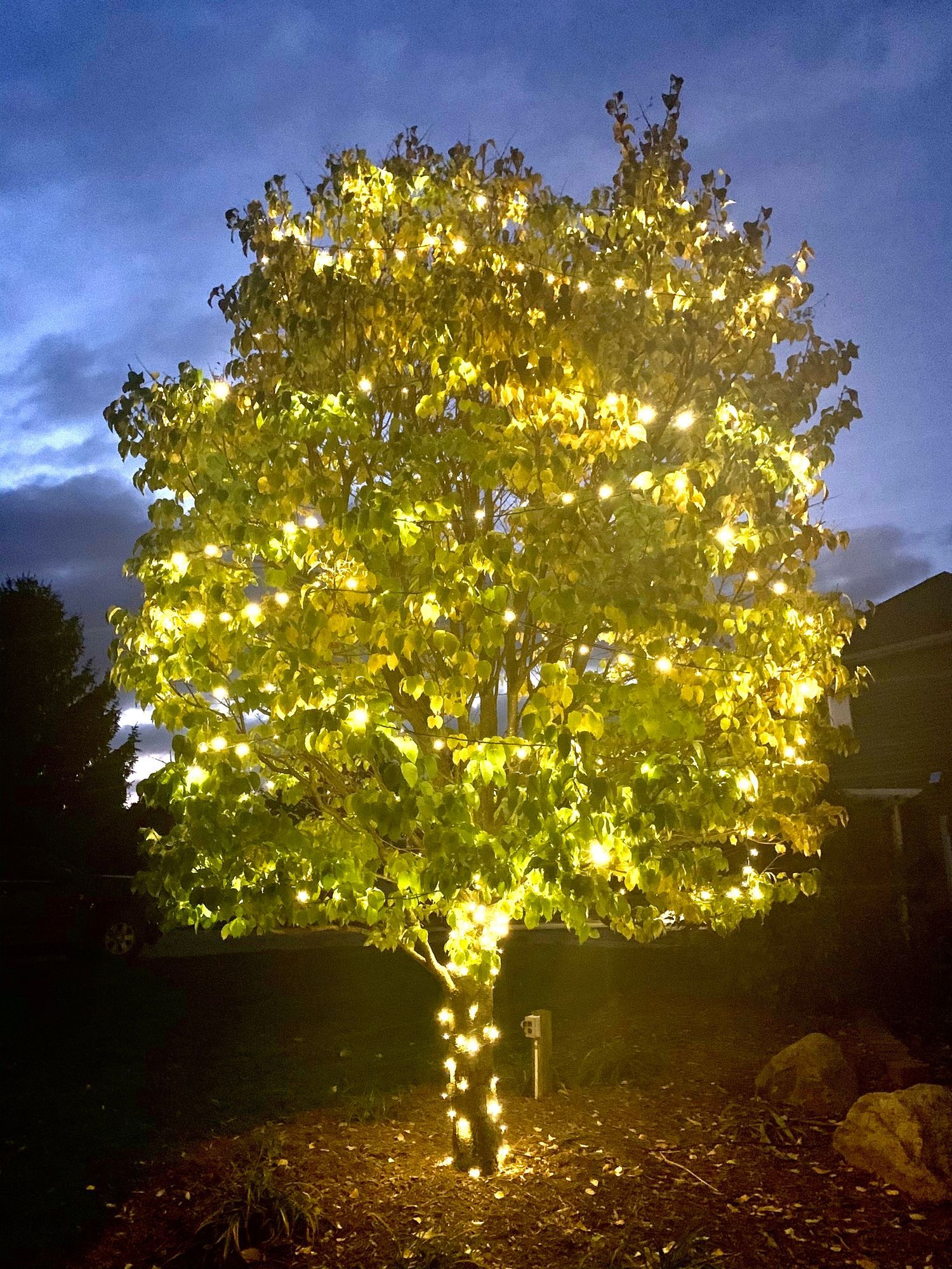 Tree lighting set-up