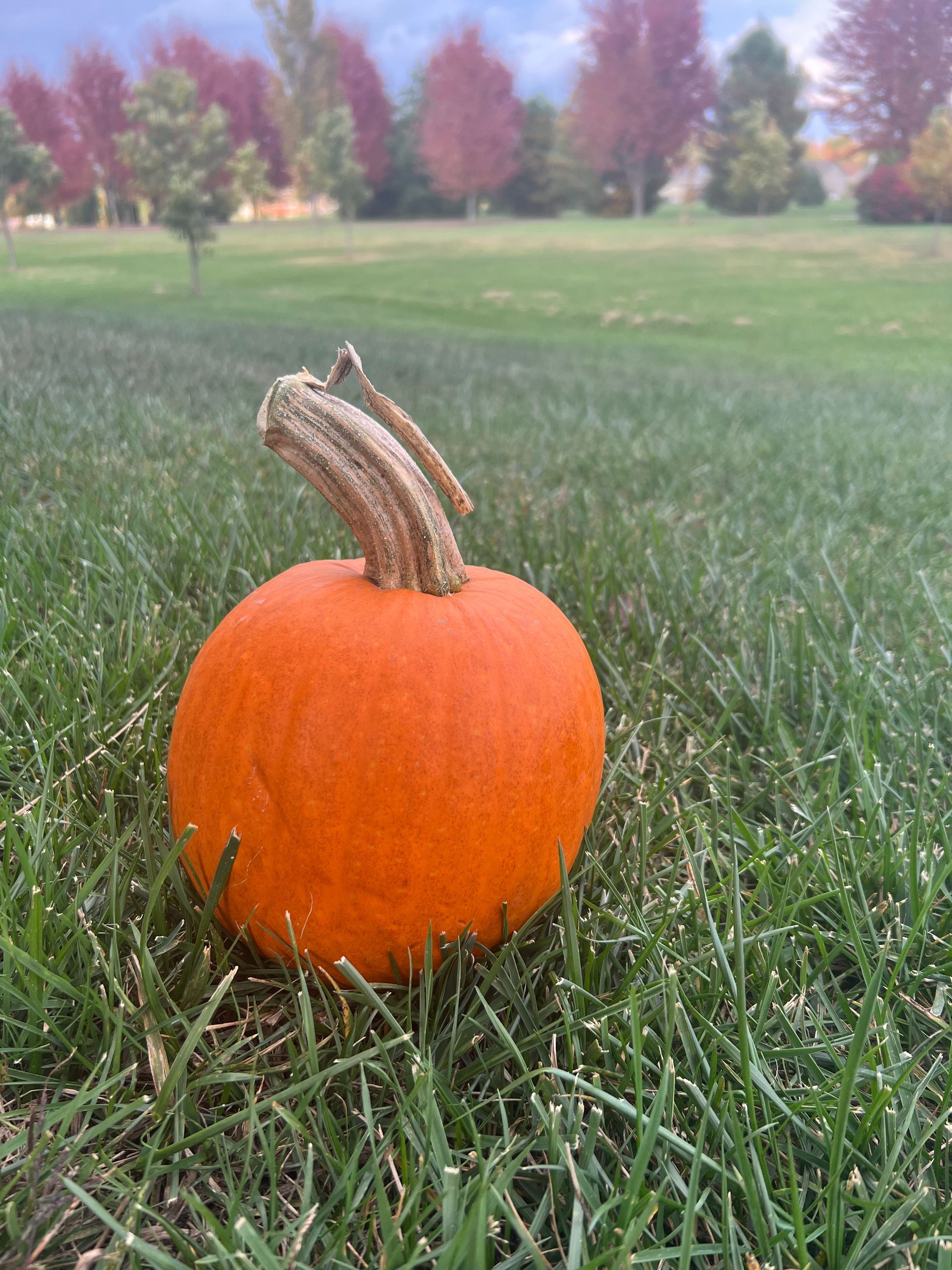 A small pumpkin is sitting in the grass in a park.