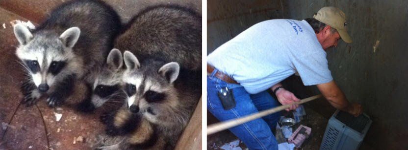 Rescued Raccoons