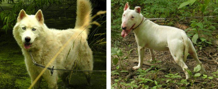 Rescued Siberian Husky and Bull Terrier