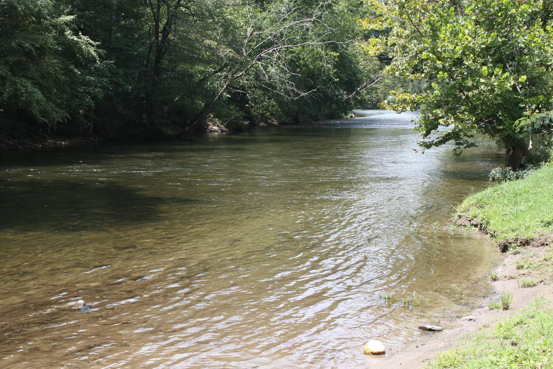 Clear, shallow river flowing through a wooded area on a sunny day.