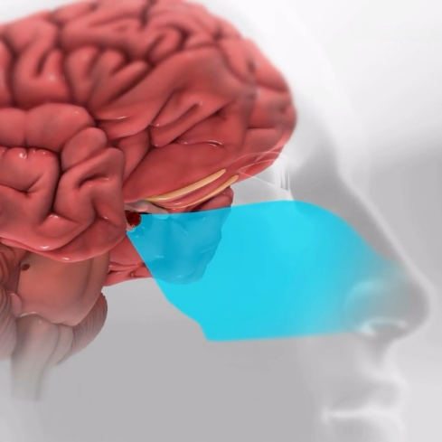 Un primer plano de un cerebro rojo con un círculo azul a su alrededor.