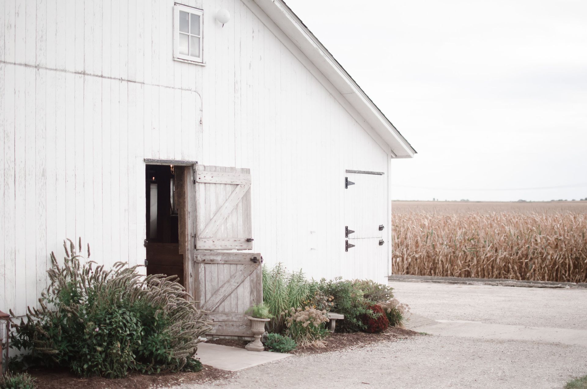A white barn with a door open and a corn field in the background