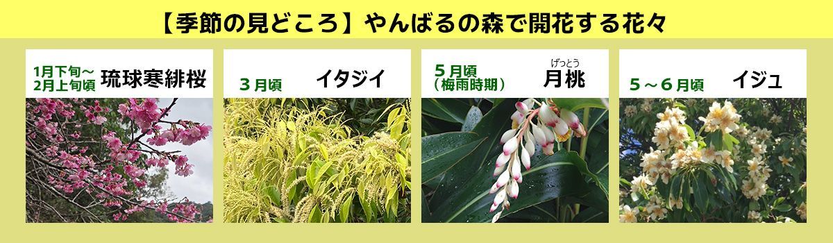 やんばるの森で開花する花々