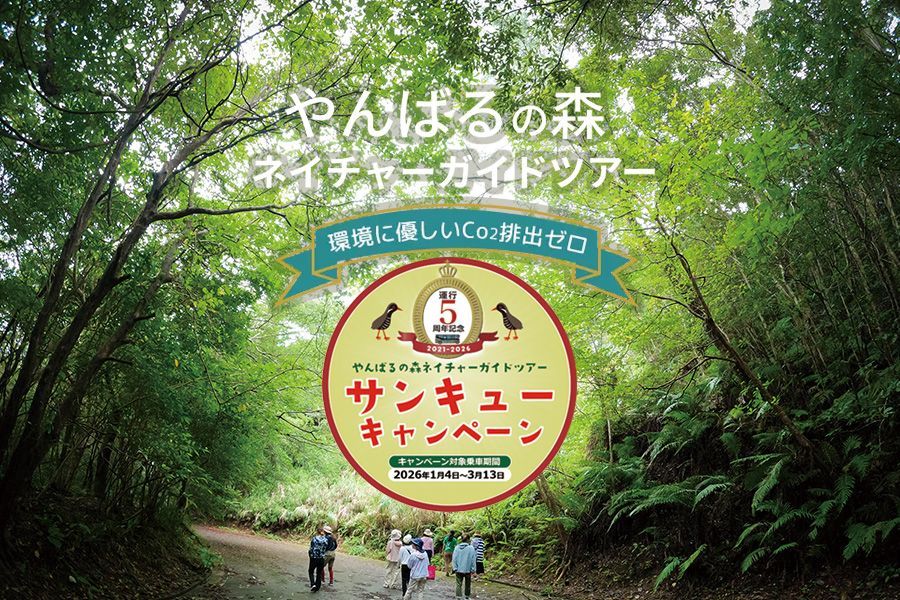 やんばるの森ネイチャーガイドツアー