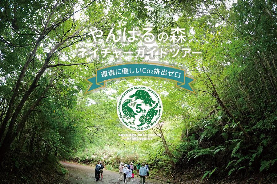 やんばるの森ネイチャーガイドツアー