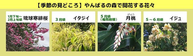 やんばるの森ネイチャーガイドツアー