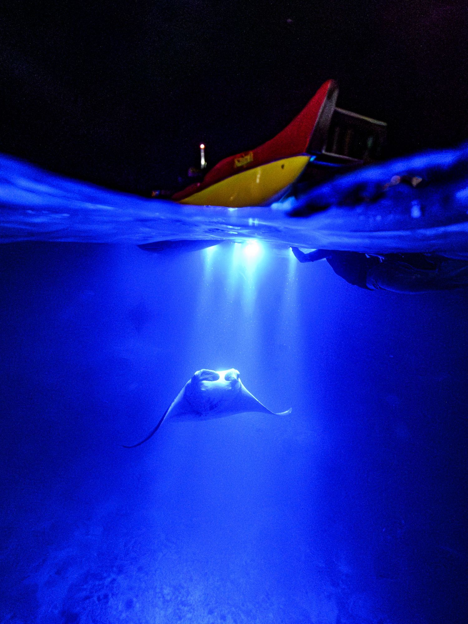 Manta ray swims under a boat lit by blue lights at night.