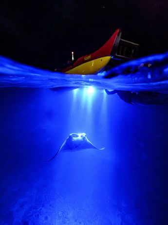 Go to Manta Ray Night Snorkel