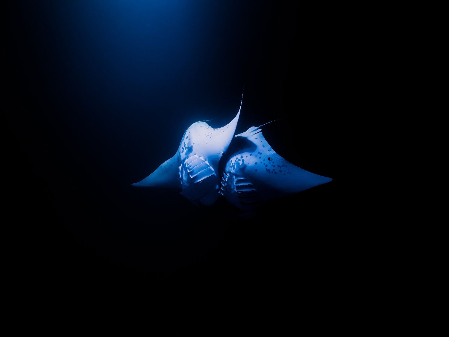 Two manta rays swim close together in dark blue water.