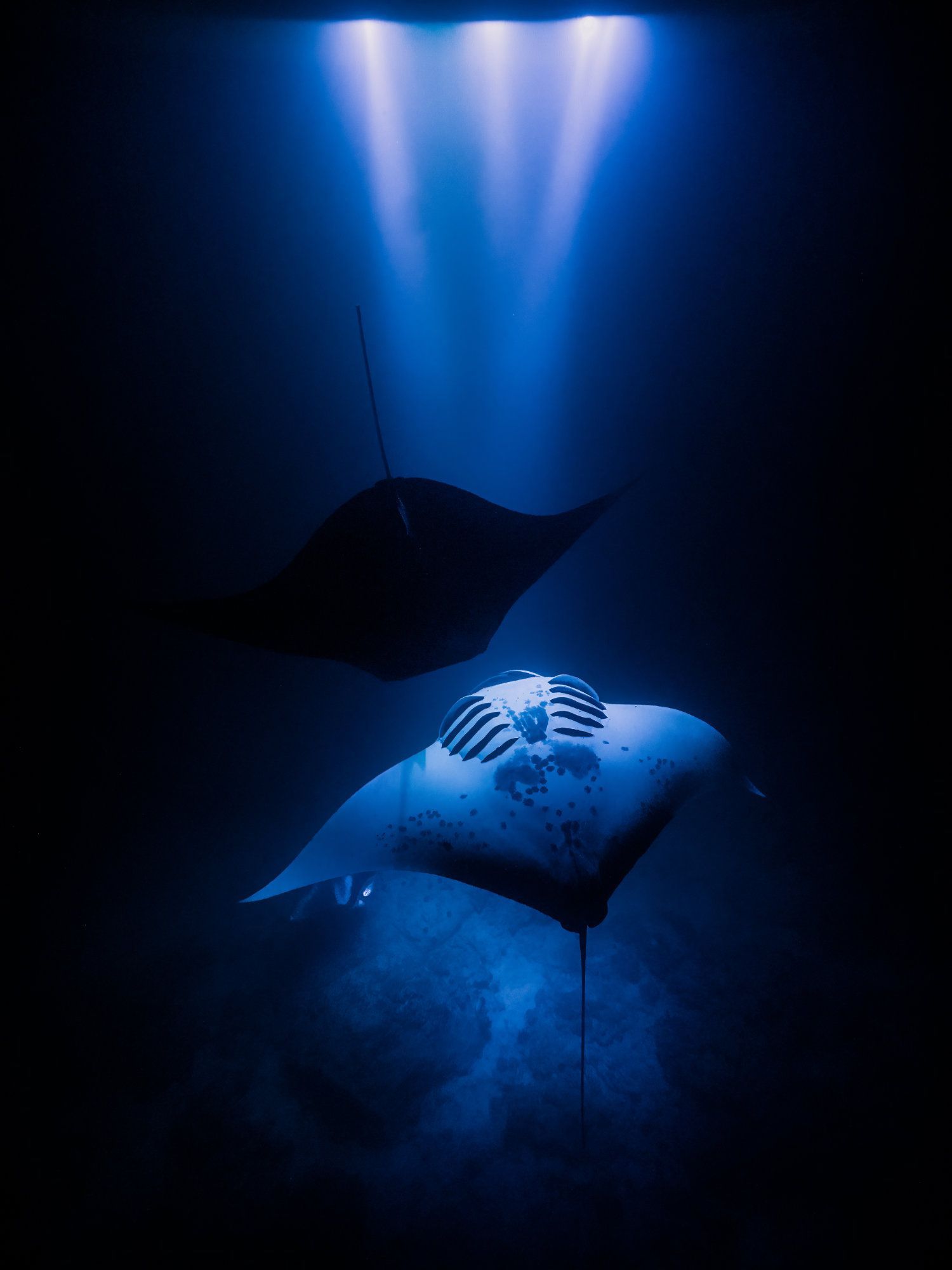 Two manta rays swim underwater, illuminated by blue light from above.