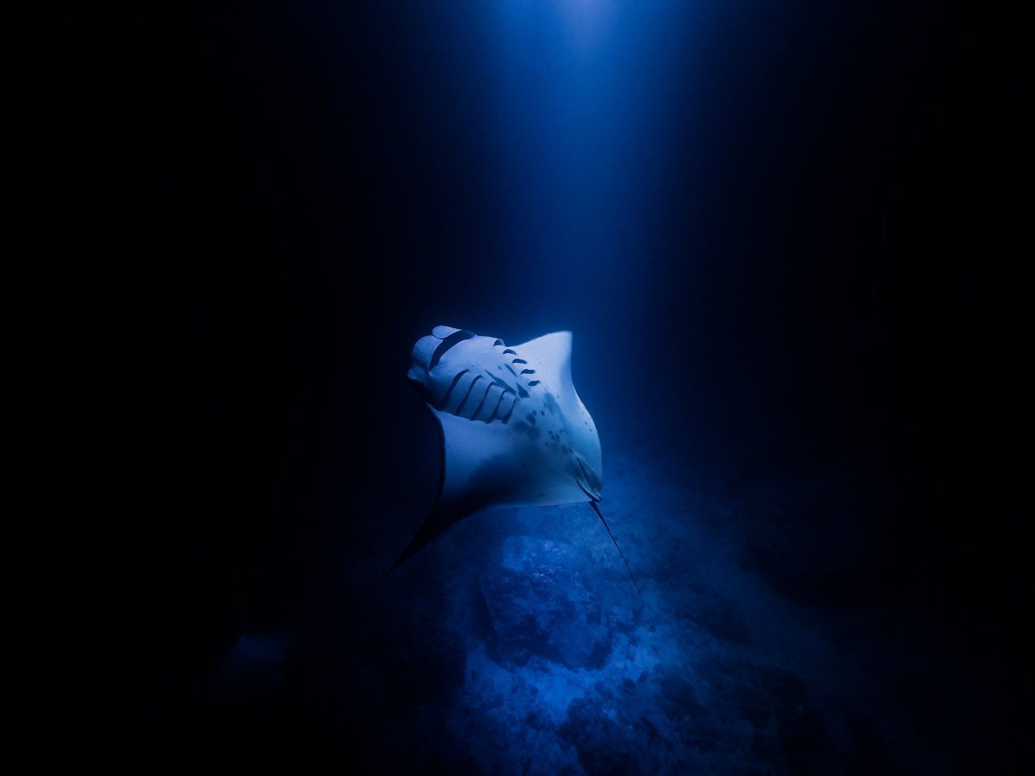 Manta ray gliding through dark ocean depths, lit by a beam of blue light from above.