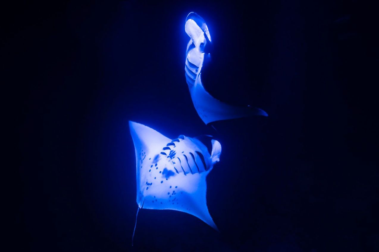 A manta ray with glowing blue edges swims in a dark ocean.