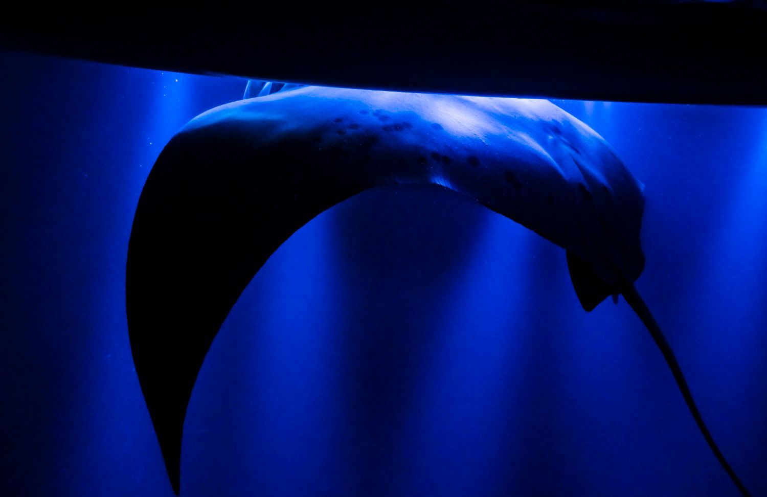 Silhouette of a manta ray swimming underwater with blue lighting.