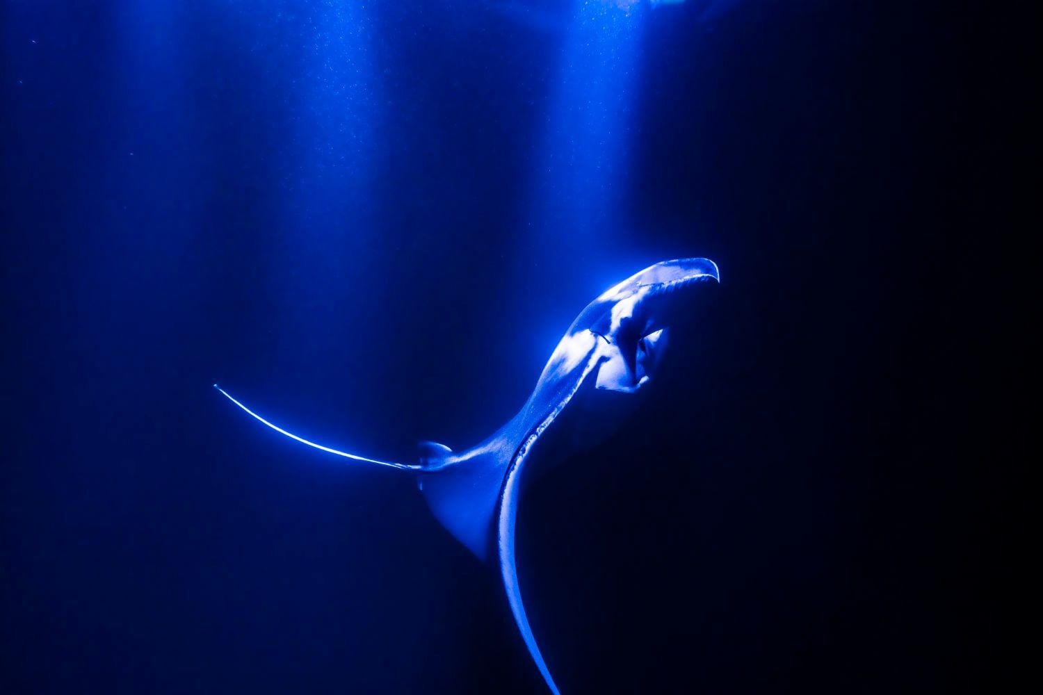 Manta ray gliding in deep blue water, illuminated by beams of light.