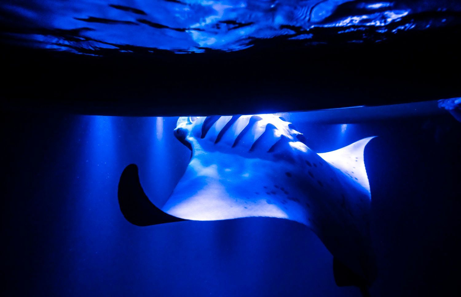 A blue-lit stingray swims underwater, partially obscured by a dark shape above.