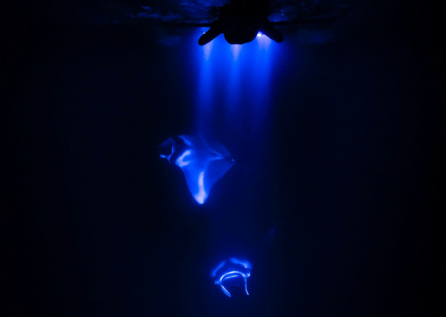 Two manta rays swim underwater, glowing blue against a dark background. Light beams down from above.