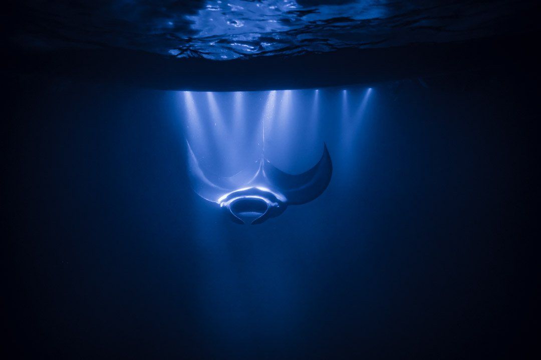 Manta Ray Swimming