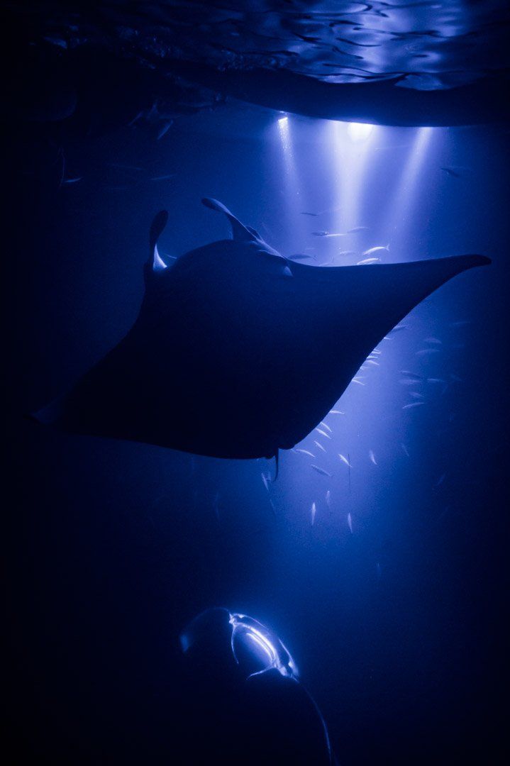 manta ray swimming under canoe