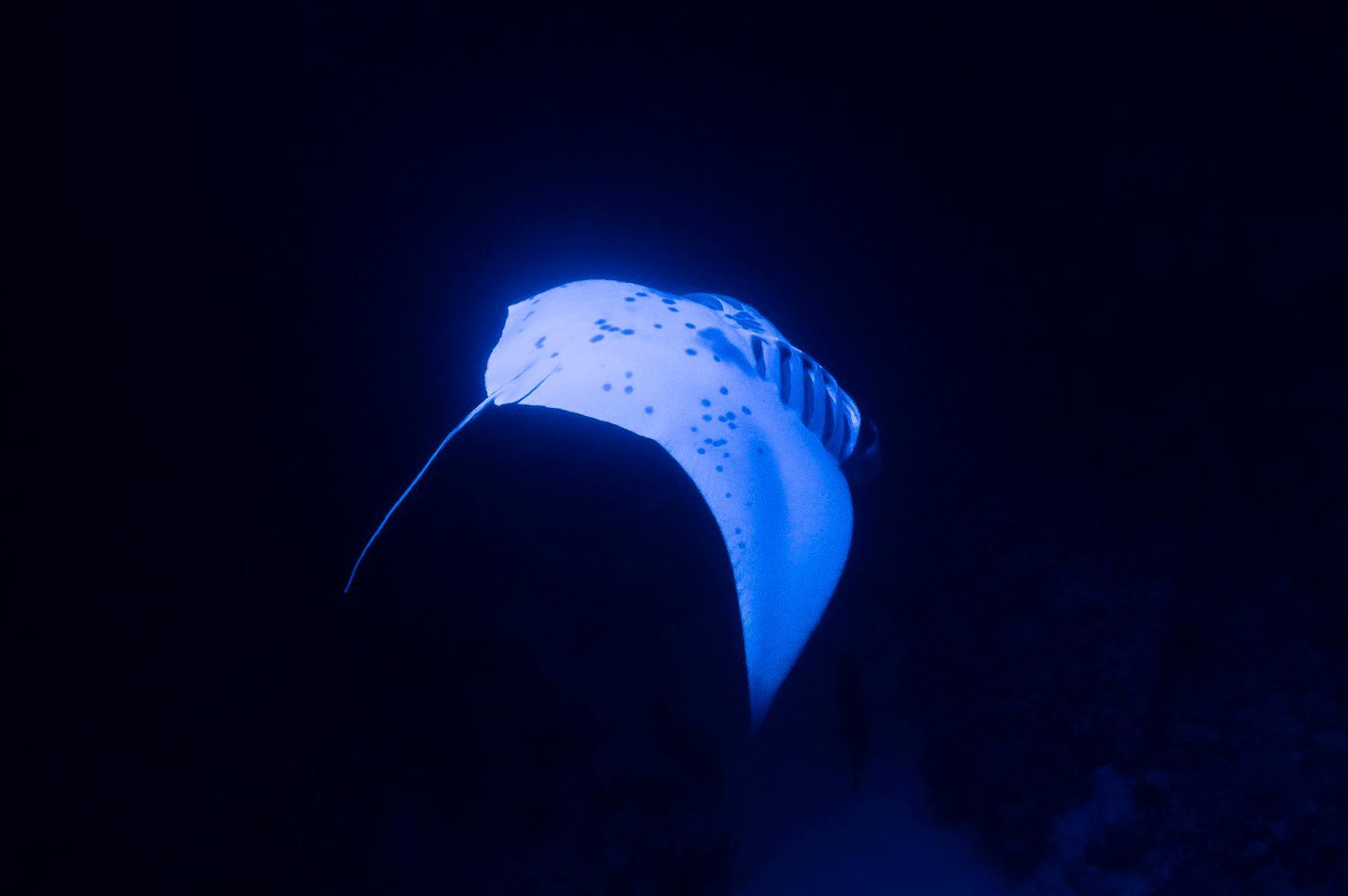 Manta ray with white spots, illuminated in blue water, swims in dark ocean.