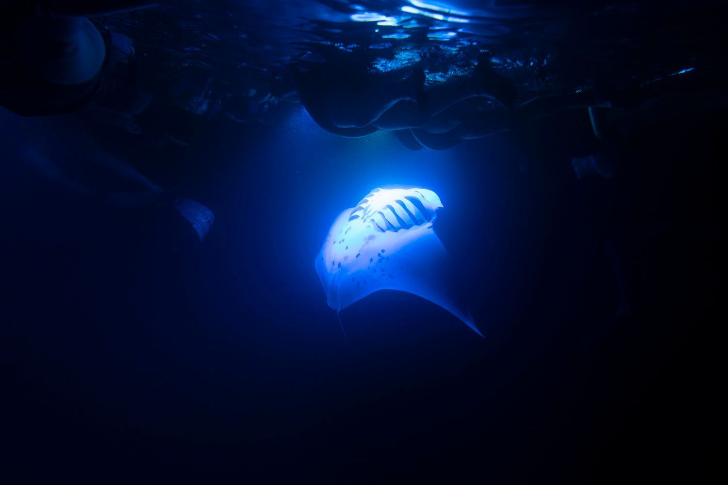 Manta ray swims in deep, dark blue water, illuminated from above.