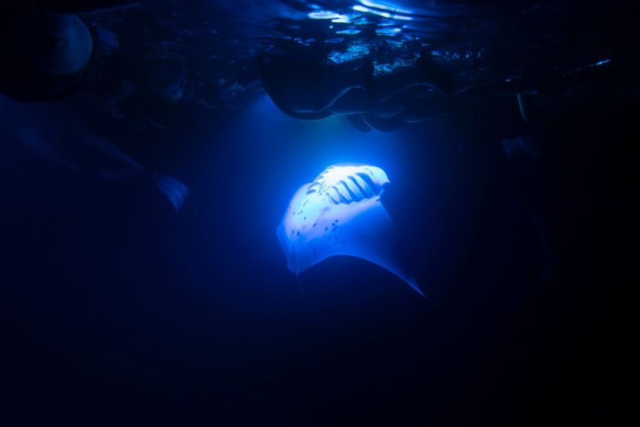 Manta ray swims in deep, dark blue water, illuminated from above.