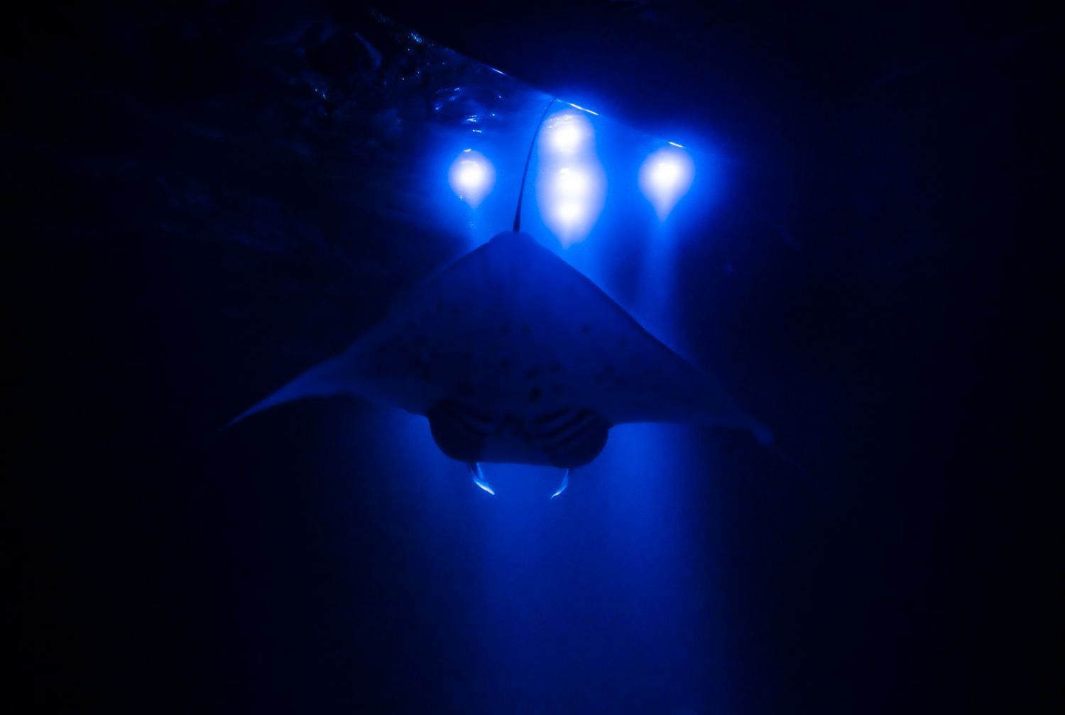 Manta ray swimming in dark blue water, illuminated by bright lights above.