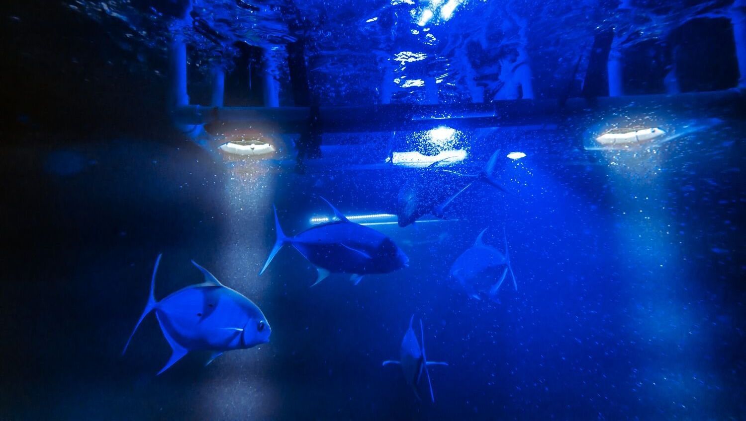 Blue underwater view with several fish swimming near the surface under bright lights.
