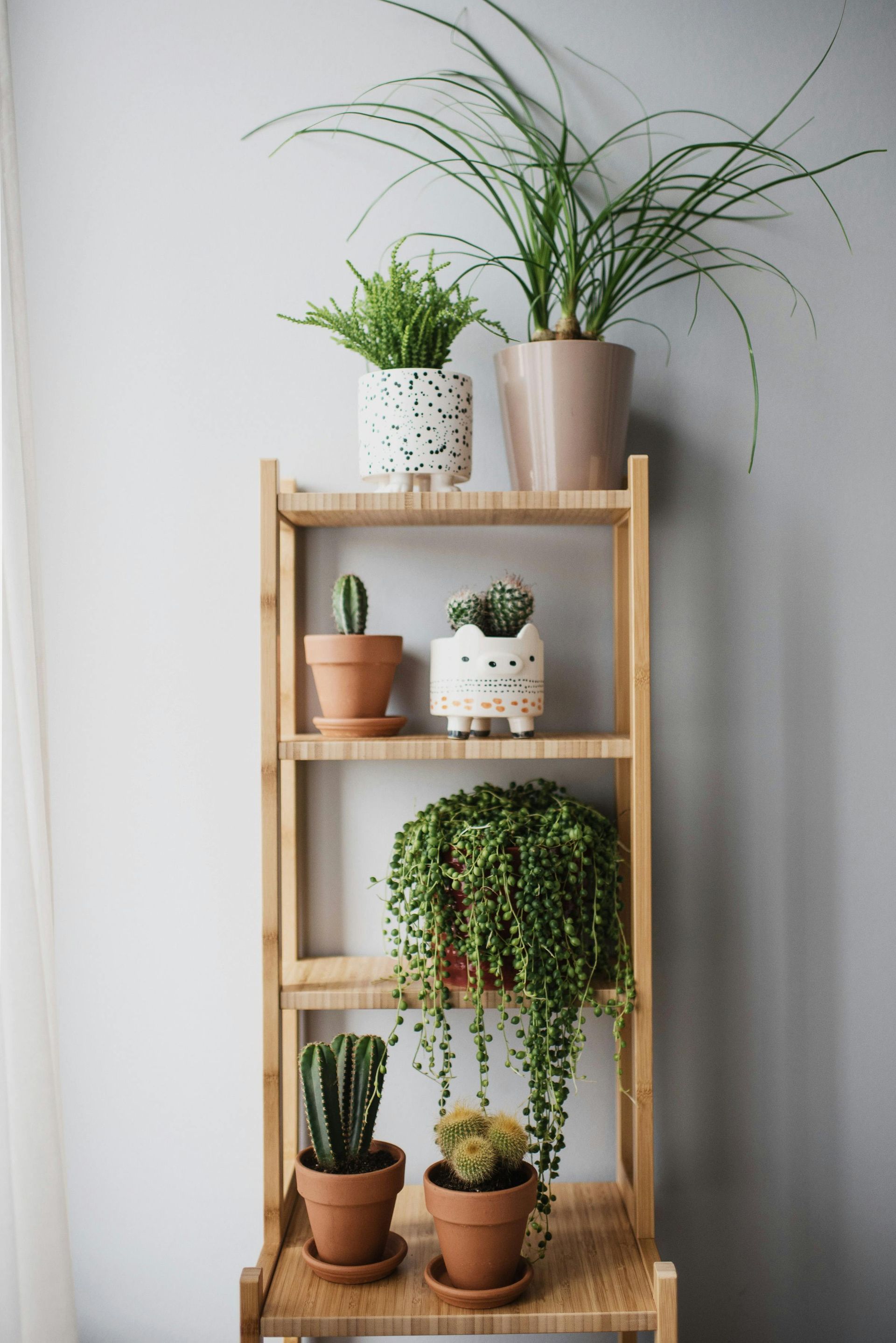 Potted houseplants on a wooden shelving unit against a light gray wall.