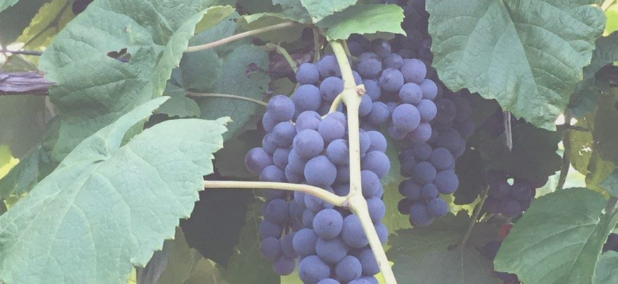 grapes