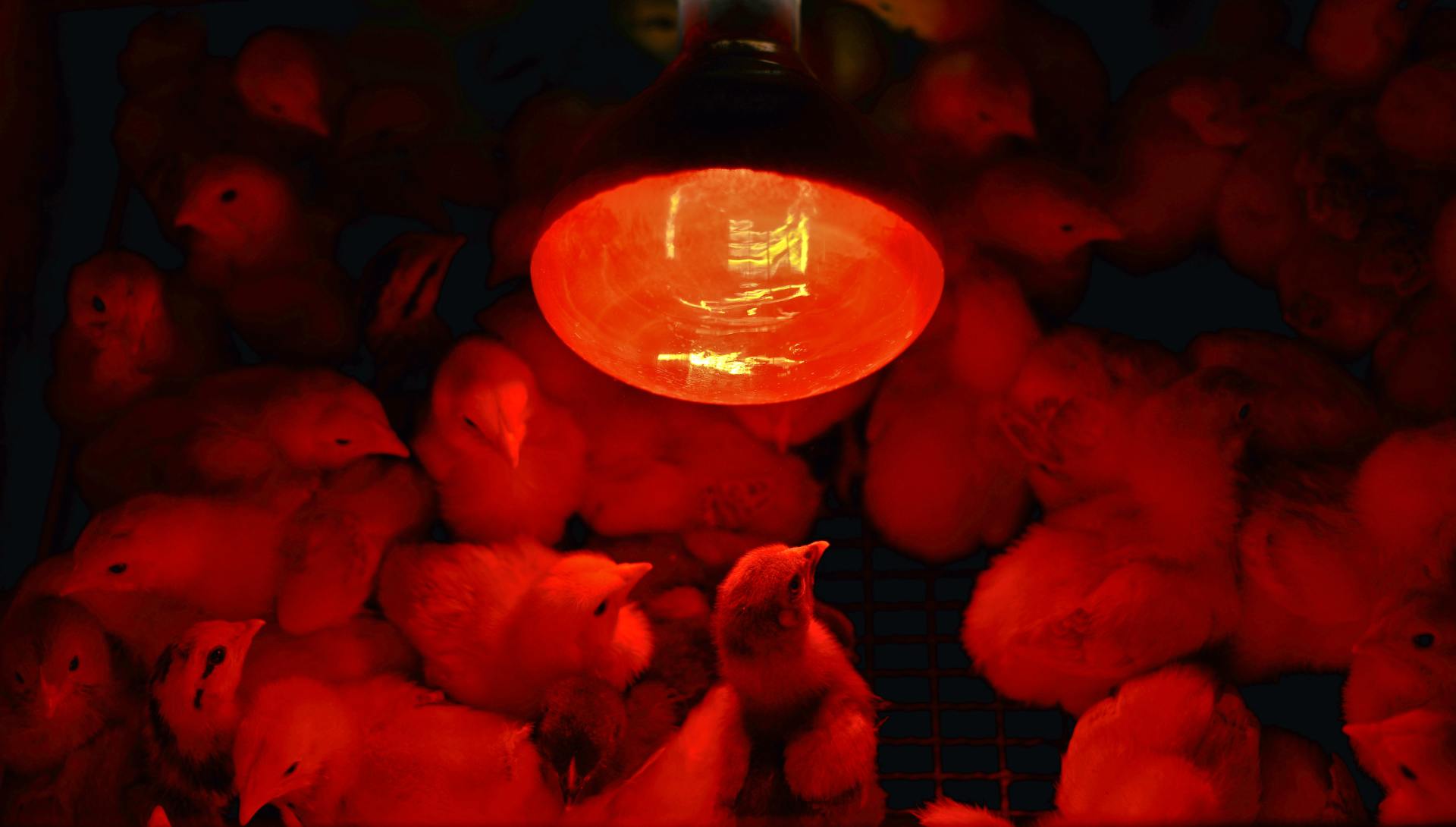 Chicks Under Hard Glass Lamp