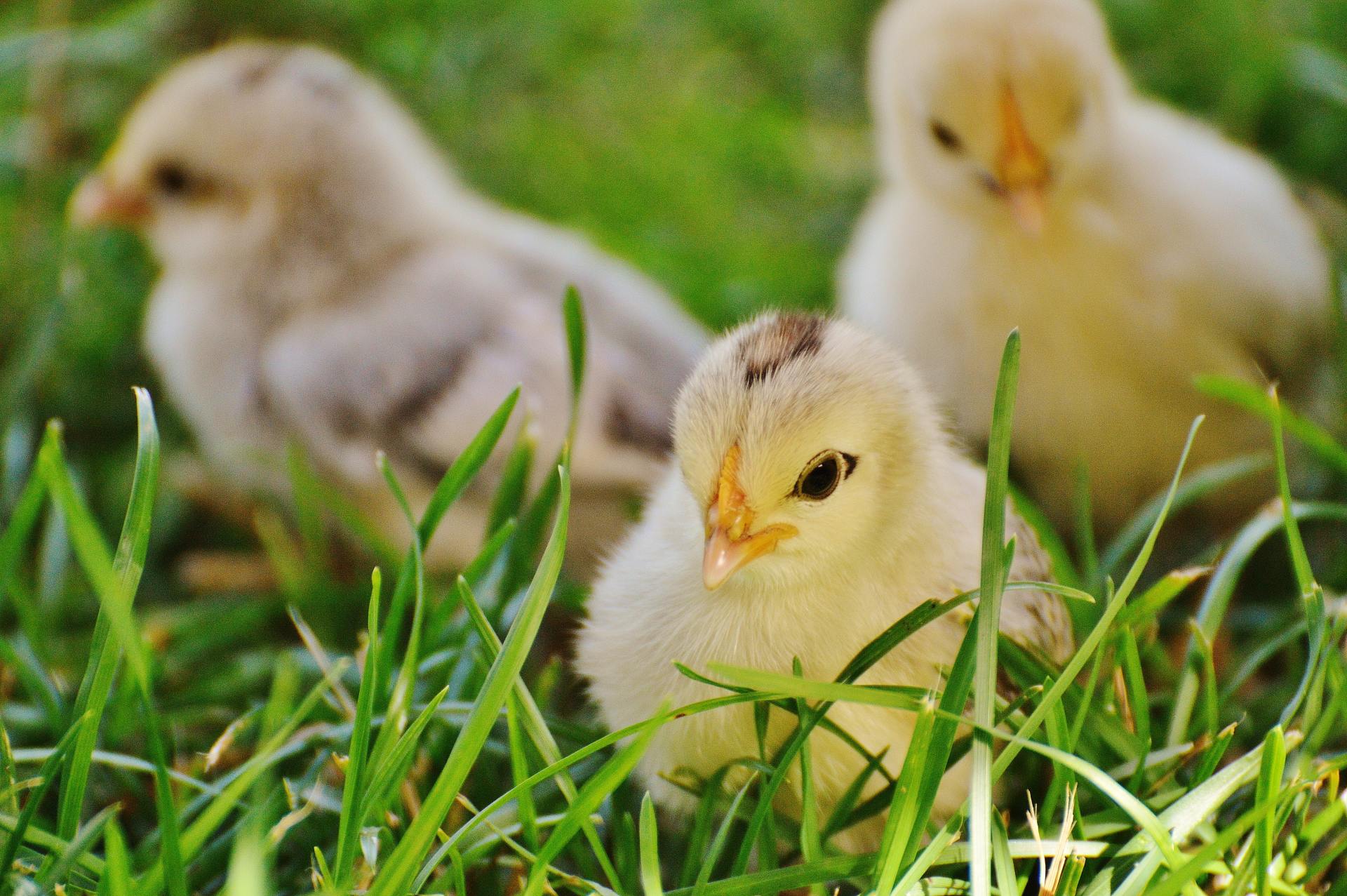 Victory Lighting Chicks Photo