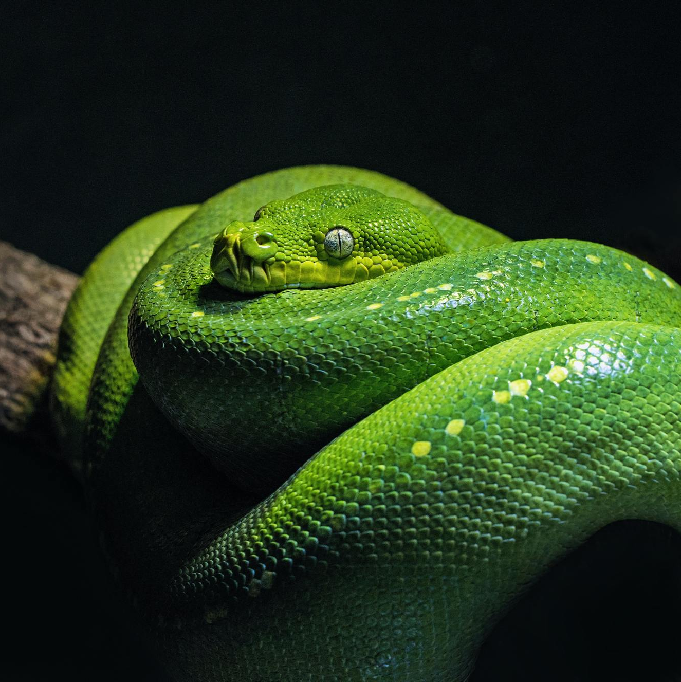 Snake UV Lamp Image