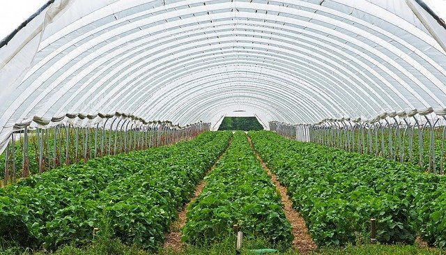 Plants In Greenhouse