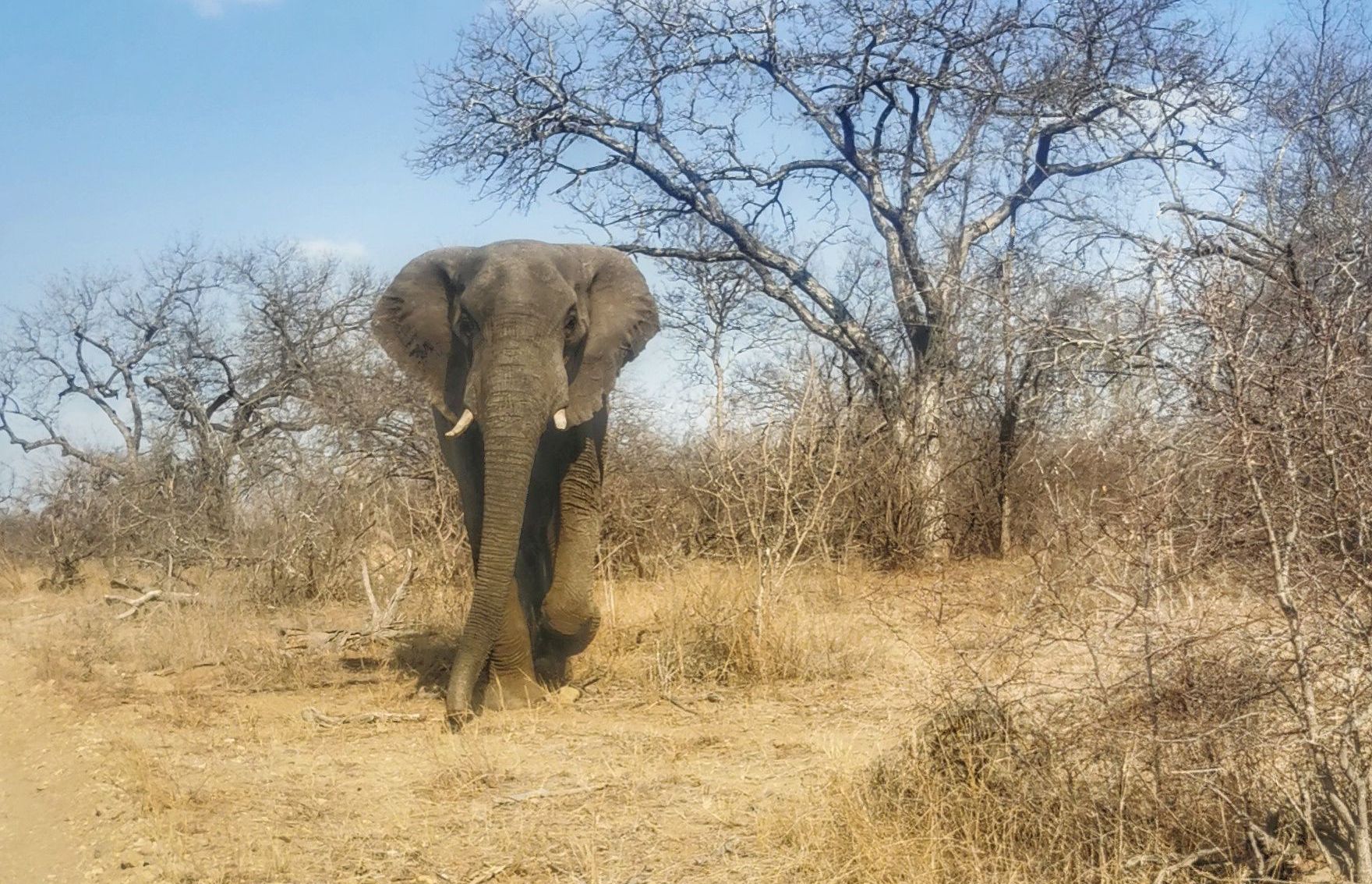 DIARY SOUTH AFRICA