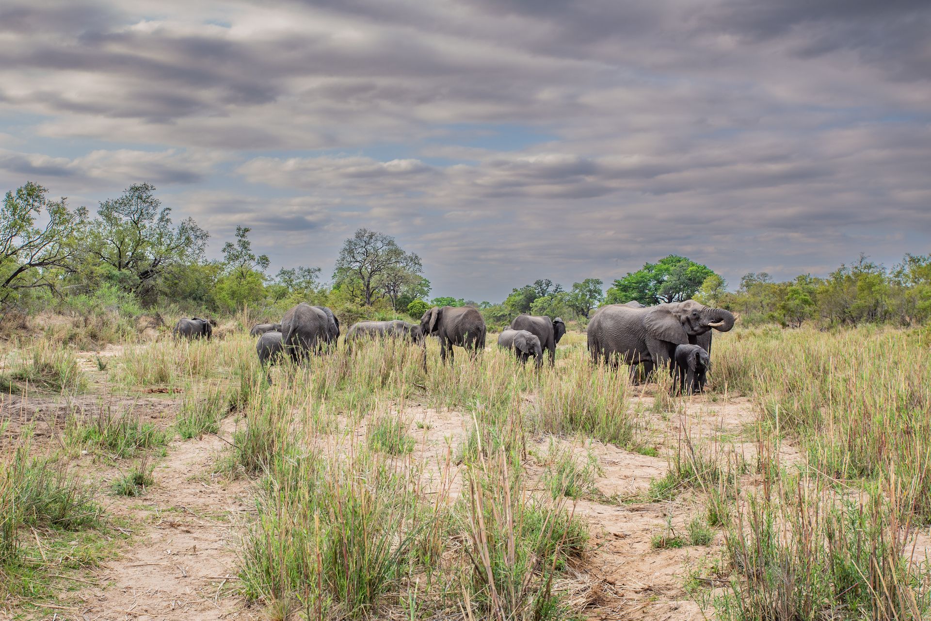 DIARY SOUTH AFRICA