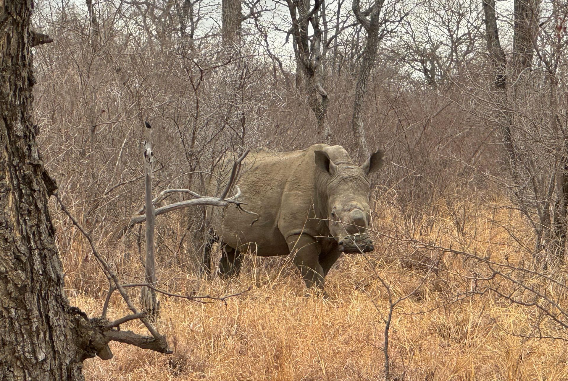 DIARY SOUTH AFRICA