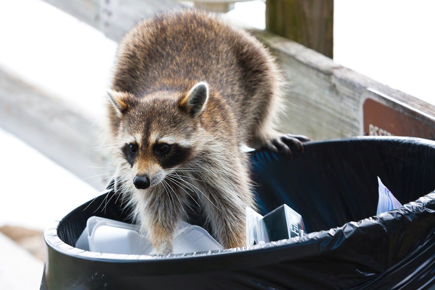 Animal In Trash Can — Reno, NV — All Pro Security Inc.