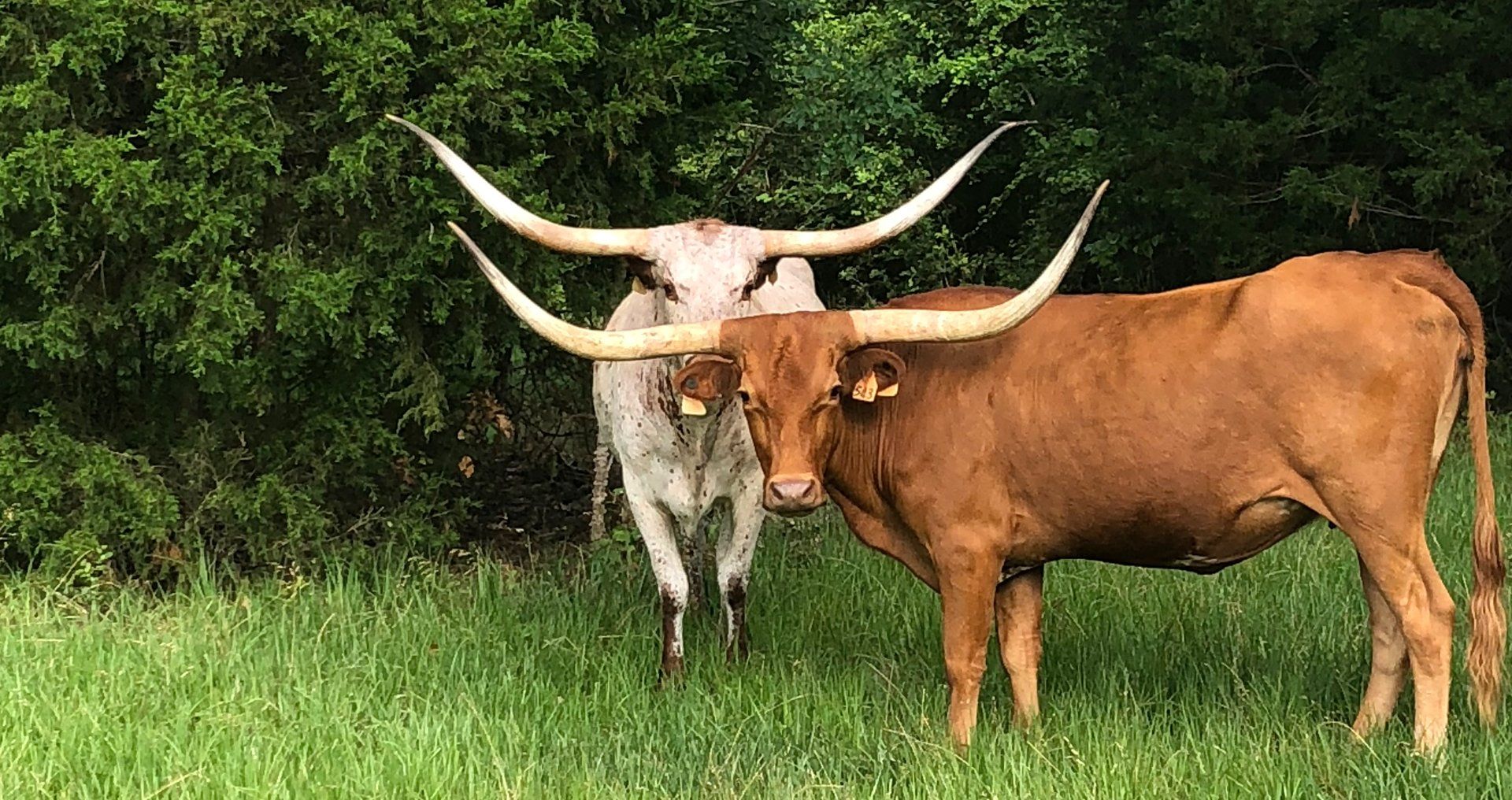 Longhorn Cows for Sale